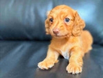 Dachshund puppies for adoption