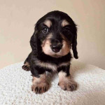 Dachshund puppies for adoption