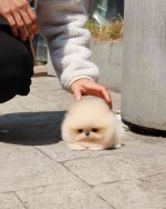 Pomeranian puppy