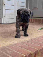 Cane corso puppies
