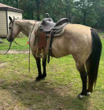 Calm and high spirited looking for a new home