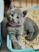 Munchkin kittens