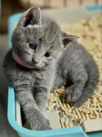 Munchkin kittens