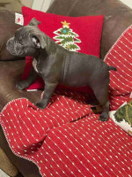 English bull dog for sale