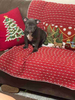English bull dog for sale