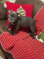 English bull dog for sale