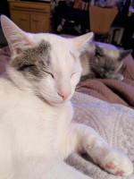 This adorable cat is up for sale