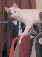 This adorable cat is up for sale