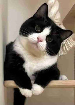Cat musty
