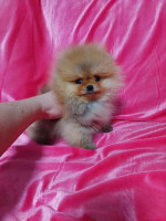 Teacup puppies for adoption and rehoming