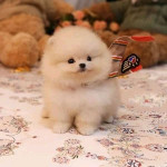 Teacup puppies for adoption and rehoming