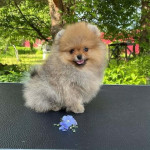 Teacup puppies for adoption and rehoming