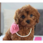 Female Cavapoo Available for Rehoming