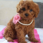 Female Cavapoo Available for Rehoming