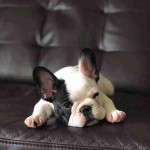Cute french bulldog puppies