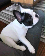 Cute french bulldog puppies