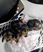 Adorable yorkies puppies available for sale