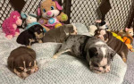 English Bulldogs looking for a lovely new home 🥰🐶🐾
