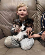Yorkies for sale