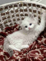 READY TO GO! Pure Ragdoll kittens ready to leave