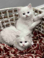 READY TO GO! Pure Ragdoll kittens ready to leave