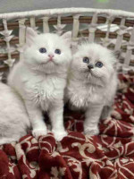 READY TO GO! Pure Ragdoll kittens ready to leave