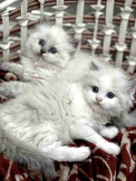 READY TO GO! Pure Ragdoll kittens ready to leave
