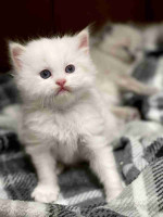 READY TO GO! Pure Ragdoll kittens ready to leave