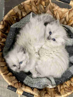 READY TO GO! Pure Ragdoll kittens ready to leave