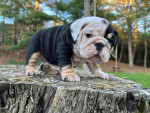 🏡🐾 Adorable English Bulldog puppies ready to join loving families! 💕 Vet-checked, healthy, and full of cuddles. Message me for more info! 🐶❤️
