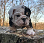 🏡🐾 Adorable English Bulldog puppies ready to join loving families! 💕 Vet-checked, healthy, and full of cuddles. Message me for more info! 🐶❤️