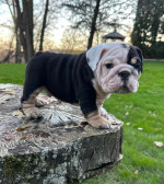 🏡🐾 Adorable English Bulldog puppies ready to join loving families! 💕 Vet-checked, healthy, and full of cuddles. Message me for more info! 🐶❤️