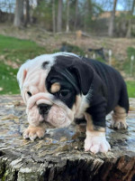 🏡🐾 Adorable English Bulldog puppies ready to join loving families! 💕 Vet-checked, healthy, and full of cuddles. Message me for more info! 🐶❤️