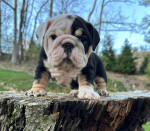 🏡🐾 Adorable English Bulldog puppies ready to join loving families! 💕 Vet-checked, healthy, and full of cuddles. Message me for more info! 🐶❤️