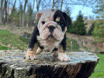 🏡🐾 Adorable English Bulldog puppies ready to join loving families! 💕 Vet-checked, healthy, and full of cuddles. Message me for more info! 🐶❤️