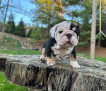 🏡🐾 Adorable English Bulldog puppies ready to join loving families! 💕 Vet-checked, healthy, and full of cuddles. Message me for more info! 🐶❤️