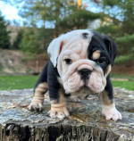 🏡🐾 Adorable English Bulldog puppies ready to join loving families! 💕 Vet-checked, healthy, and full of cuddles. Message me for more info! 🐶❤️