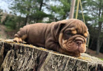 🏡🐾 Adorable English Bulldog puppies ready to join loving families! 💕 Vet-checked, healthy, and full of cuddles. Message me for more info! 🐶❤️