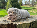 🏡🐾 Adorable English Bulldog puppies ready to join loving families! 💕 Vet-checked, healthy, and full of cuddles. Message me for more info! 🐶❤️