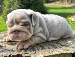 🏡🐾 Adorable English Bulldog puppies ready to join loving families! 💕 Vet-checked, healthy, and full of cuddles. Message me for more info! 🐶❤️