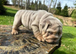 🏡🐾 Adorable English Bulldog puppies ready to join loving families! 💕 Vet-checked, healthy, and full of cuddles. Message me for more info! 🐶❤️