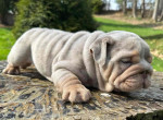 🏡🐾 Adorable English Bulldog puppies ready to join loving families! 💕 Vet-checked, healthy, and full of cuddles. Message me for more info! 🐶❤️