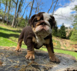 🏡🐾 Adorable English Bulldog puppies ready to join loving families! 💕 Vet-checked, healthy, and full of cuddles. Message me for more info! 🐶❤️