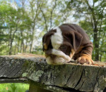 🏡🐾 Adorable English Bulldog puppies ready to join loving families! 💕 Vet-checked, healthy, and full of cuddles. Message me for more info! 🐶❤️