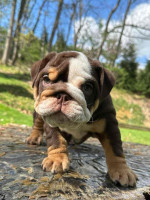 🏡🐾 Adorable English Bulldog puppies ready to join loving families! 💕 Vet-checked, healthy, and full of cuddles. Message me for more info! 🐶❤️