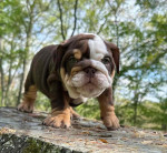 🏡🐾 Adorable English Bulldog puppies ready to join loving families! 💕 Vet-checked, healthy, and full of cuddles. Message me for more info! 🐶❤️