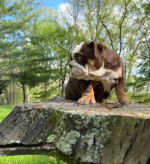 🏡🐾 Adorable English Bulldog puppies ready to join loving families! 💕 Vet-checked, healthy, and full of cuddles. Message me for more info! 🐶❤️