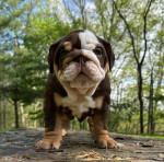 🏡🐾 Adorable English Bulldog puppies ready to join loving families! 💕 Vet-checked, healthy, and full of cuddles. Message me for more info! 🐶❤️
