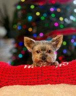“Heaven-sent, paw-approved! 🐾 These lovely pups 🐶 are ready to bring joy 🏡 and love 💕 into your home 🏠. Don’t miss out on a perfect match! 🐾”