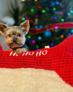 “Heaven-sent, paw-approved! 🐾 These lovely pups 🐶 are ready to bring joy 🏡 and love 💕 into your home 🏠. Don’t miss out on a perfect match! 🐾”